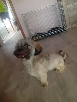 Malteser und shitzu Mix Dame!