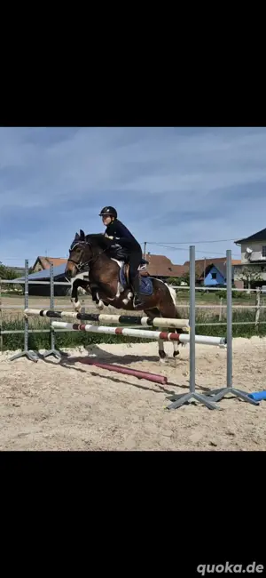 wallach 6Jahre 1m35