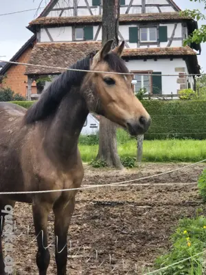 Welsh B Ponystute 1m30 4Jahre