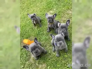 Französische bulldogge welpen