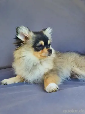 pomchi Welpen 