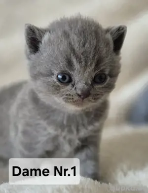 deutschland Katzen & Katzenbabys kaufen, verkaufen & zu verschenken