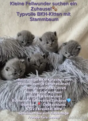 deutschland Katzen & Katzenbabys kaufen, verkaufen & zu verschenken