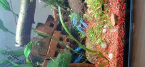 Blauer Floridakrebs abzugeben 