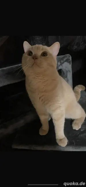 BKH kitten 
