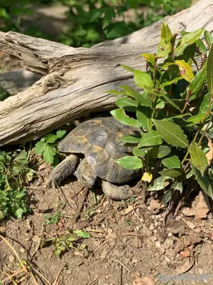 Maurische Landschildkröte Testudo graeca NZ 2000 bis 2008