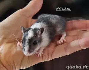 Wüstenrennmäuse Jungtiere 