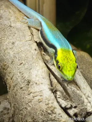 phelsuma klemmeri 