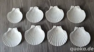 Servier-Muschelschalen
