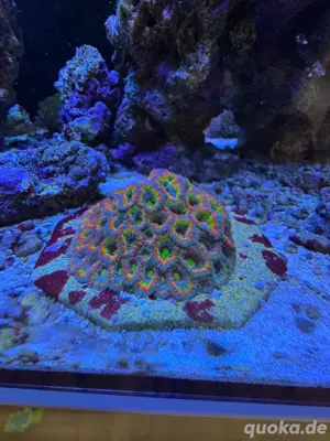 micromussa holy grail 