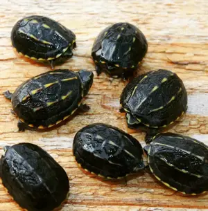 Suchen Baby schildkröte 