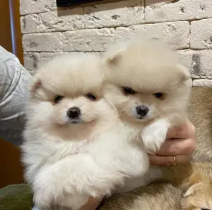 Zwergspitz Pomeranian Welpen!!