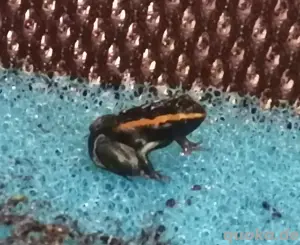Phyllobates vittatus 0 0 4