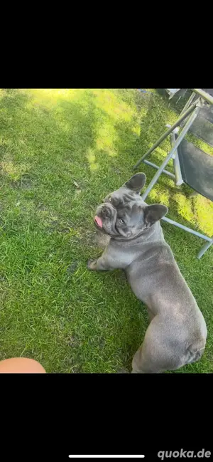 Deckrüde französiche Bulldogge 