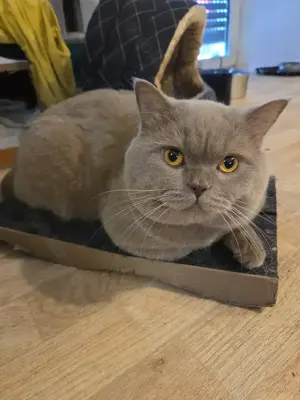 Wunderschöner bkh Kater