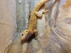 Bartagamen Pogona Viticeps
