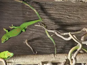 Madagaskar Taggeck Grandis