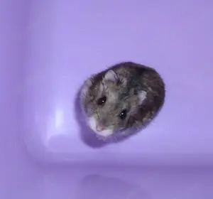 Dsungarischer Zwerghamster, männlich, naturfarbend (agouti), Hamster Männchen
