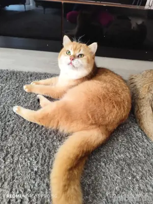 Deckkater BKH sucht Freidin 