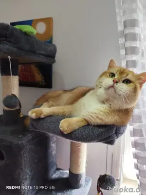 Deckkater BKH  mit Stammbaum.Genetische und Erbkrankheit negativ getestet  Bild 4