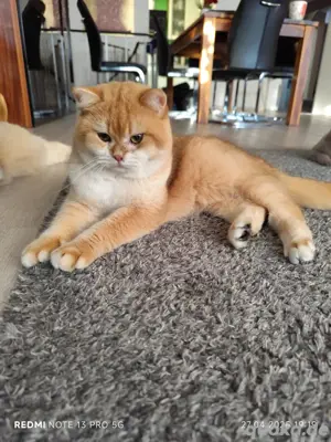 Deckkater BKH  mit Stammbaum.Genetische und Erbkrankheit negativ getestet  Bild 2