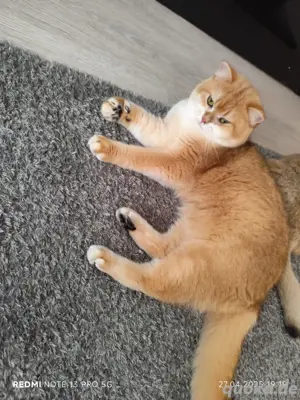 Deckkater BKH  mit Stammbaum.Genetische und Erbkrankheit negativ getestet  Bild 3