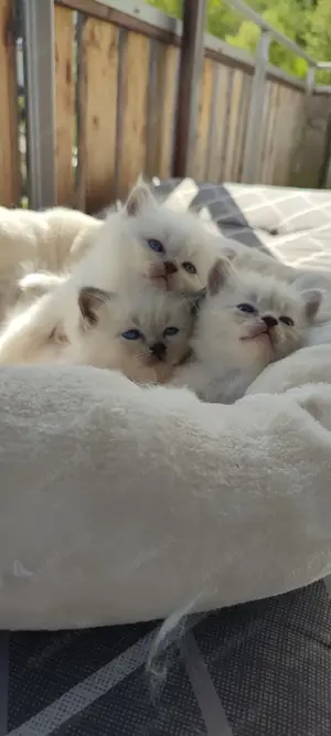 Ragdollkitten Ragdoll Kitten Babykatzem