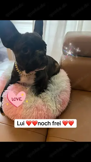 Französische Bulldogge Welpen