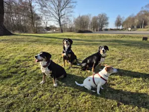 Reinrassige Entlebucher Sennenhunde- Welpen 