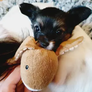 Sonnenschein Sucht aktive Familie (Papillon Chihuahua Mix)
