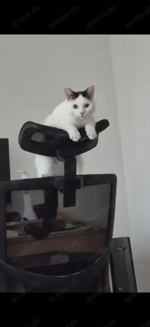 Kater Kuku