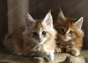 Maine Coon reinrassig mit Stammbaum 