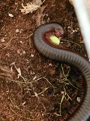 Archispirostreptus gigas 