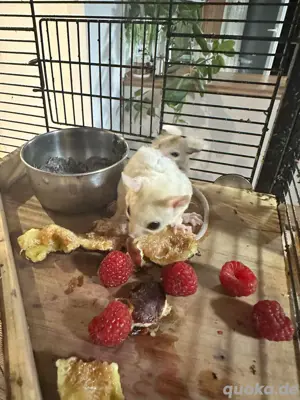 sugar glider 