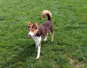 Carlos sucht sein perfektes Match-wartet in PLZ 49143 Bissendorf Bild 9