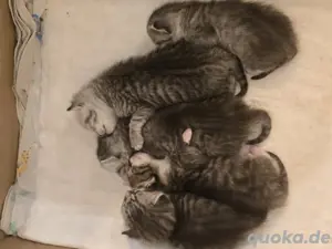 Britisch Kurzhaar Mix Kitten Katzenbaby 