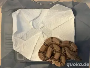 Boa Constrictor Imperator