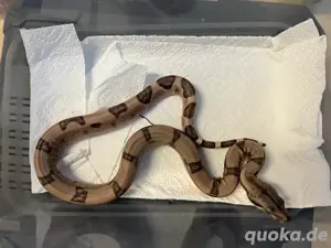 Boa Constrictor Imperator