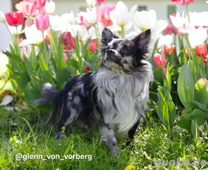 Chihuahua Deckrüde mit ZTP & AT, Merle, Championatsabstammung 