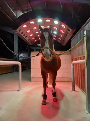 Freie Offenstallplätze Bild 9