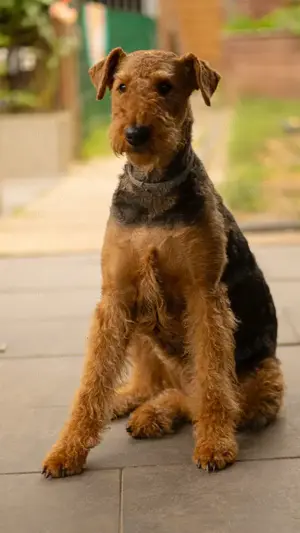 Airedale terrier Welpen aus VDH Zucht