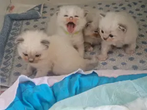 Ragdollkitten mit Stammbaum 