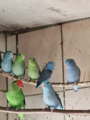 Blaugenick Sperlingspapagein
