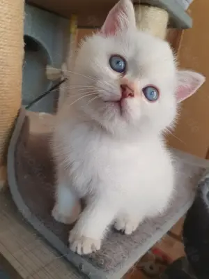 BKH reinrassige Käterchen kurze Nase, mit blaue Augen