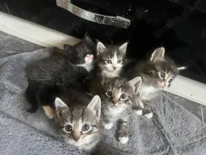 Süße kitten suchen einen Dosenöffner