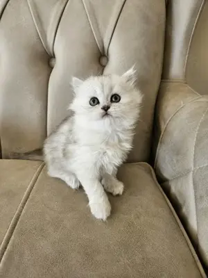 Süße Babykatzen suchen ein liebevolles Zuhause!
