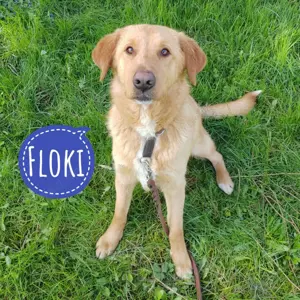 Floki, lieber und hübscher Labradormischling