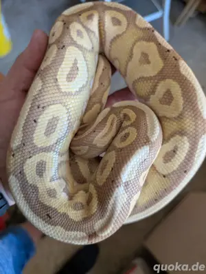1.0 Banana Pastel Cinny Fire 