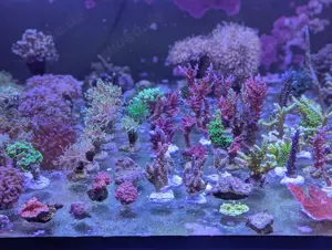 meerwasse Ableger Korallen SPS LPS Euphylia Acropora 