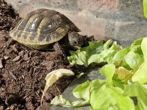 Isselburger Schildkröten, NZ 2025   Bild 2